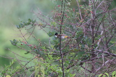 Pycnonotus xanthorrhous