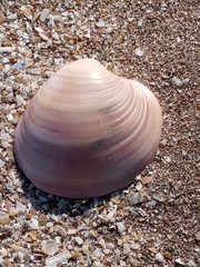 Eucallista purpurata