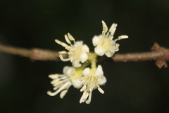 Henriettea seemannii