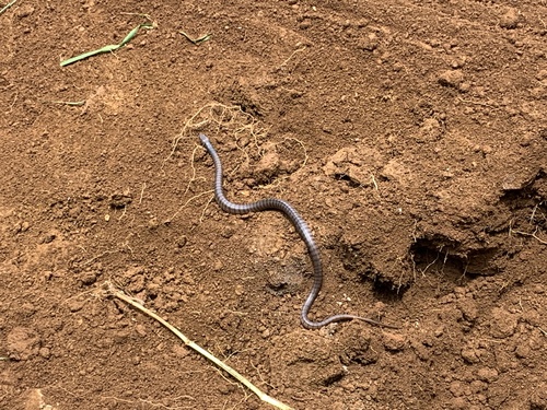 Eastern Brown Snake sighting