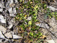 Dichondra repens
