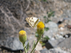 Colotis doubledayi