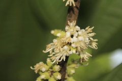 Henriettea seemannii