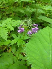 Hydrophyllum virginianum atranthum