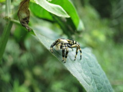 Phiale guttata