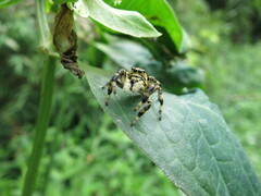 Phiale guttata