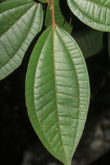 Henriettea seemannii