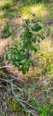 Toxicodendron pubescens