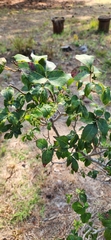 Toxicodendron pubescens