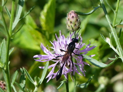 Eremnophila aureonotata