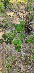 Toxicodendron pubescens