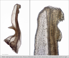 Branchinecta cornigera