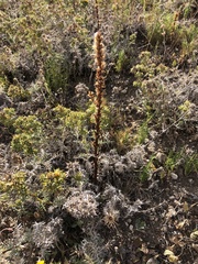 Orobanche minor