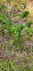 Toxicodendron pubescens
