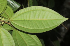 Henriettea seemannii