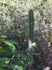 Pilosocereus