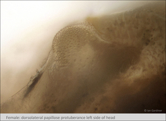 Branchinecta cornigera