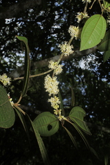 Henriettea seemannii