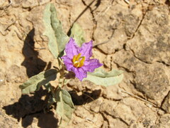 Solanum esuriale