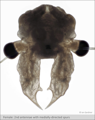 Branchinecta cornigera