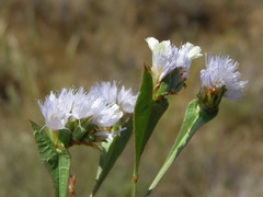 Limonium lobatum