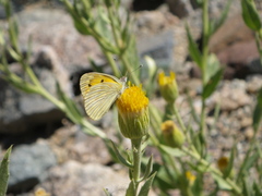 Colotis doubledayi