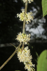 Henriettea seemannii