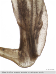 Branchinecta cornigera