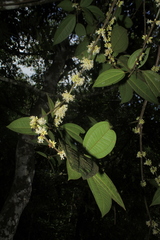 Henriettea seemannii