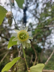 Passiflora biflora