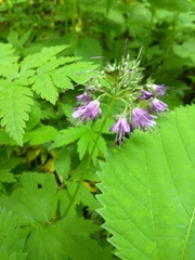 Hydrophyllum virginianum atranthum