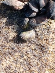 Siphonaria lessonii