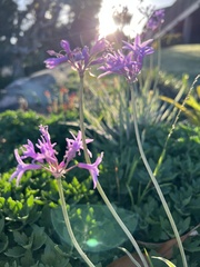 Tulbaghia violacea