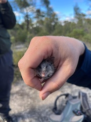 Pseudomys apodemoides