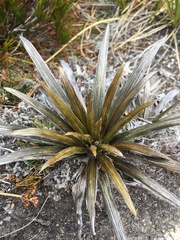 Celmisia armstrongii