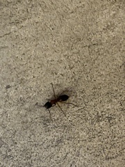 Camponotus sansabeanus