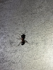 Camponotus sansabeanus