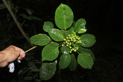 Dendropanax arboreus