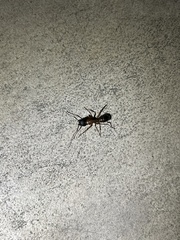 Camponotus sansabeanus