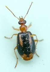 Lebia solea