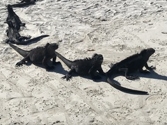 Amblyrhynchus cristatus hassi