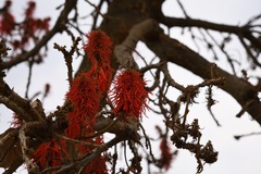 Erythrina abyssinica