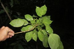 Dendropanax arboreus