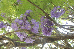 Jacaranda