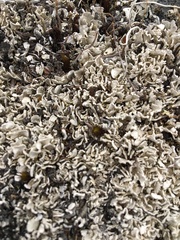 Xanthoparmelia semiviridis