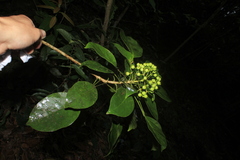 Dendropanax arboreus