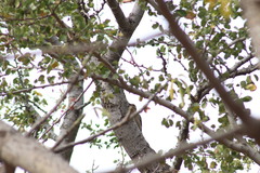 Melanerpes uropygialis