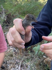 Antechinus agilis