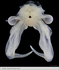 Branchinecta cornigera