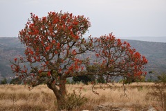 Erythrina abyssinica